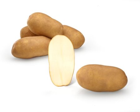 King Russet — sorta krumpira